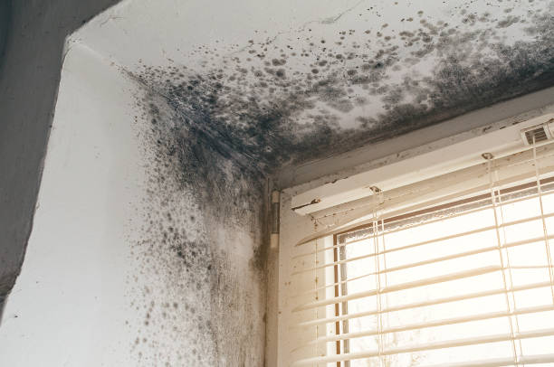 Affordable Mold Inspection And Testing solutions in Keenesburg, CO